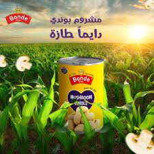 بوندي شيف فطر حبة كاملة