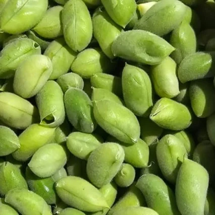 حامله 