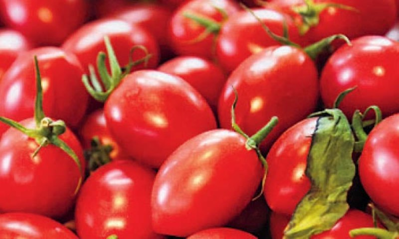 بندوره تمارا 