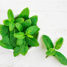 نعنع 